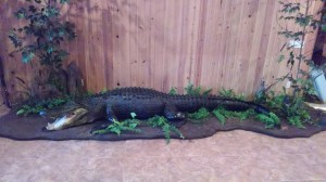 13' Alligator Caught at Gumlog Plantation
